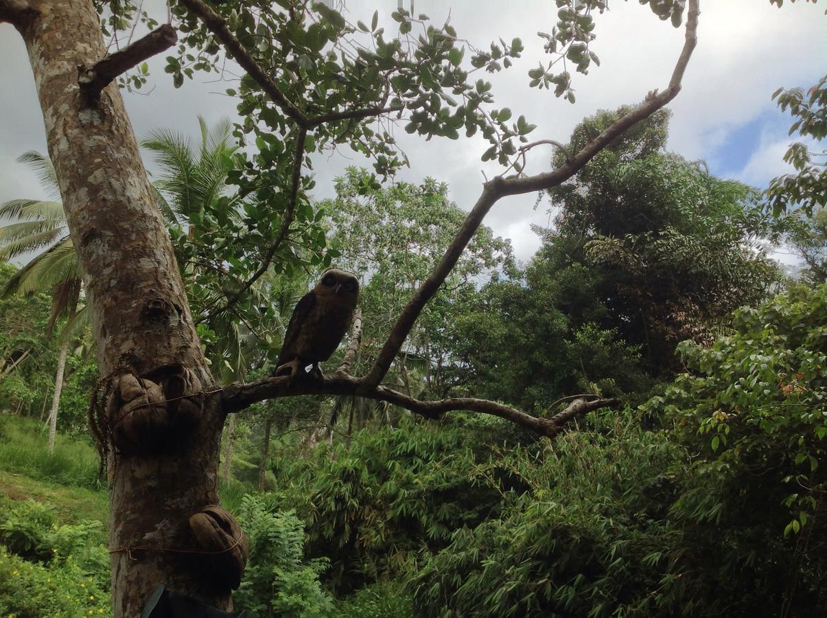 Explore Sinharaja Rain Forest Tour Camp All Inclusive Dombagoda Extérieur photo