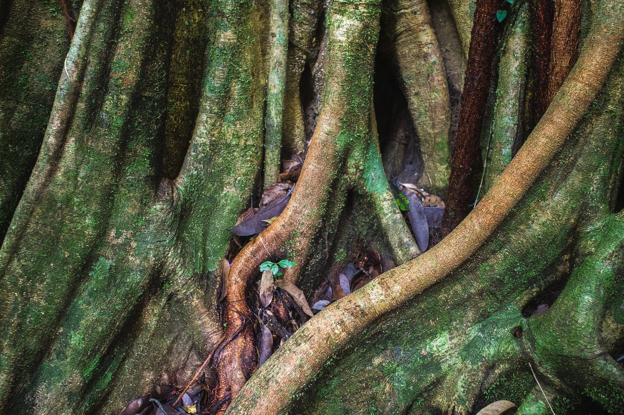 Explore Sinharaja Rain Forest Tour Camp All Inclusive Dombagoda Extérieur photo
