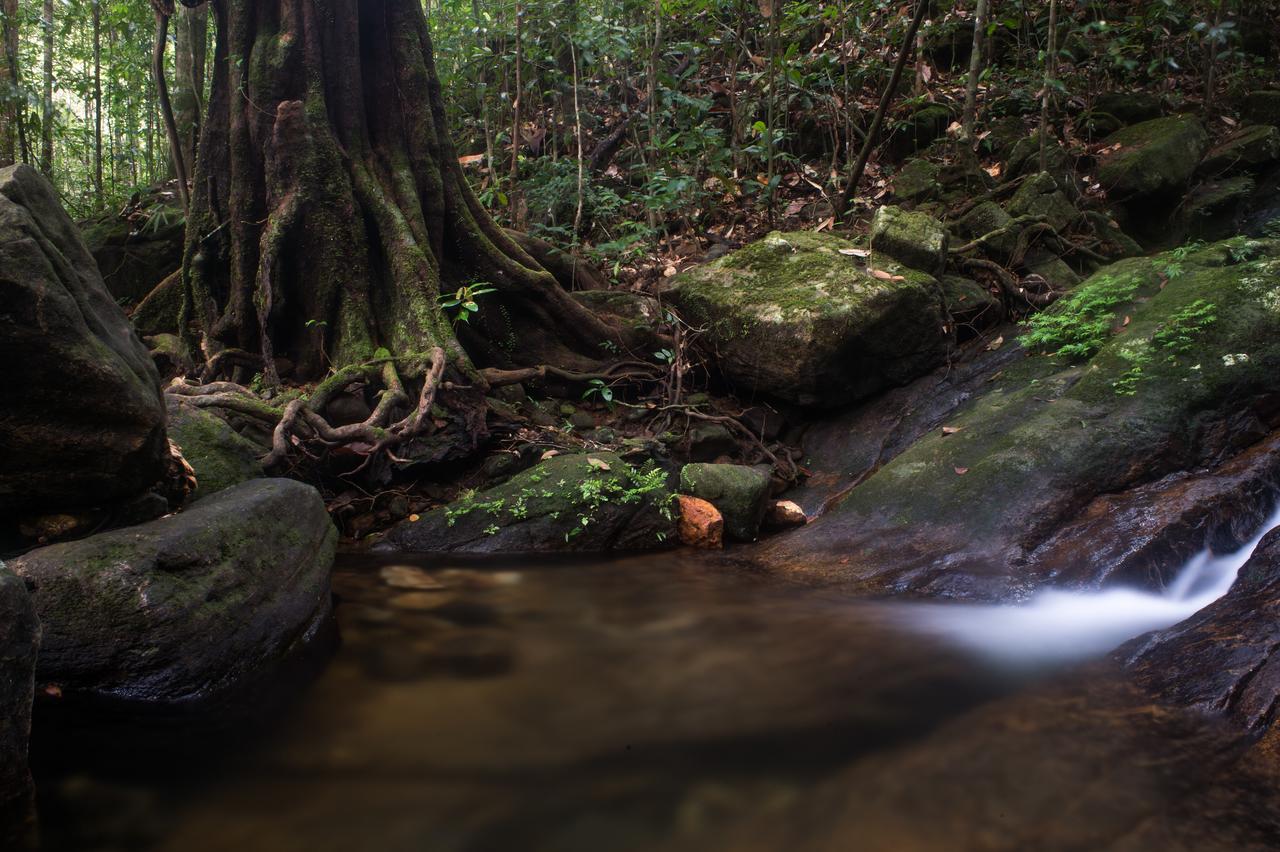 Explore Sinharaja Rain Forest Tour Camp All Inclusive Dombagoda Extérieur photo
