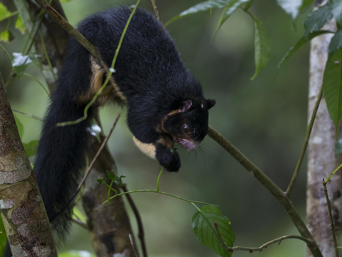 Explore Sinharaja Rain Forest Tour Camp All Inclusive Dombagoda Extérieur photo