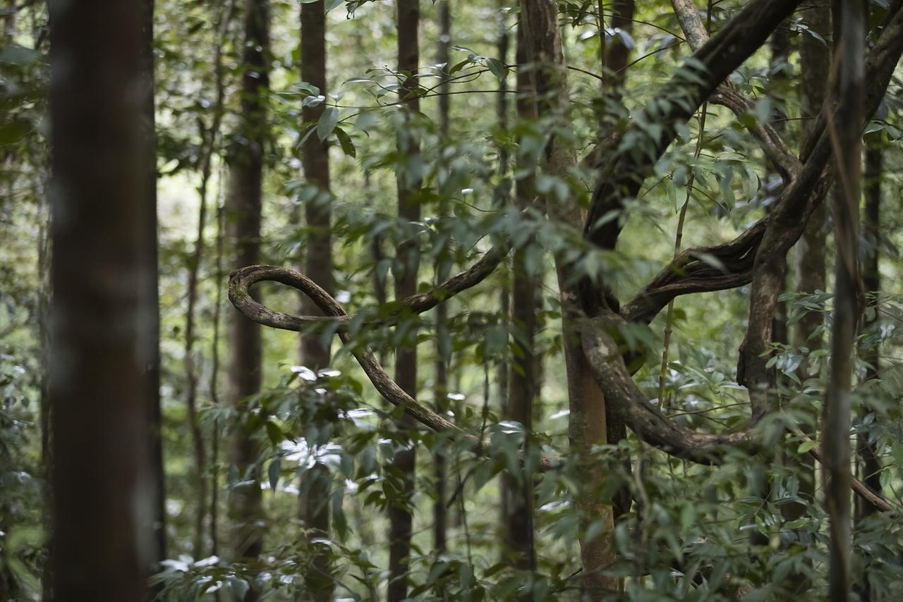 Explore Sinharaja Rain Forest Tour Camp All Inclusive Dombagoda Extérieur photo