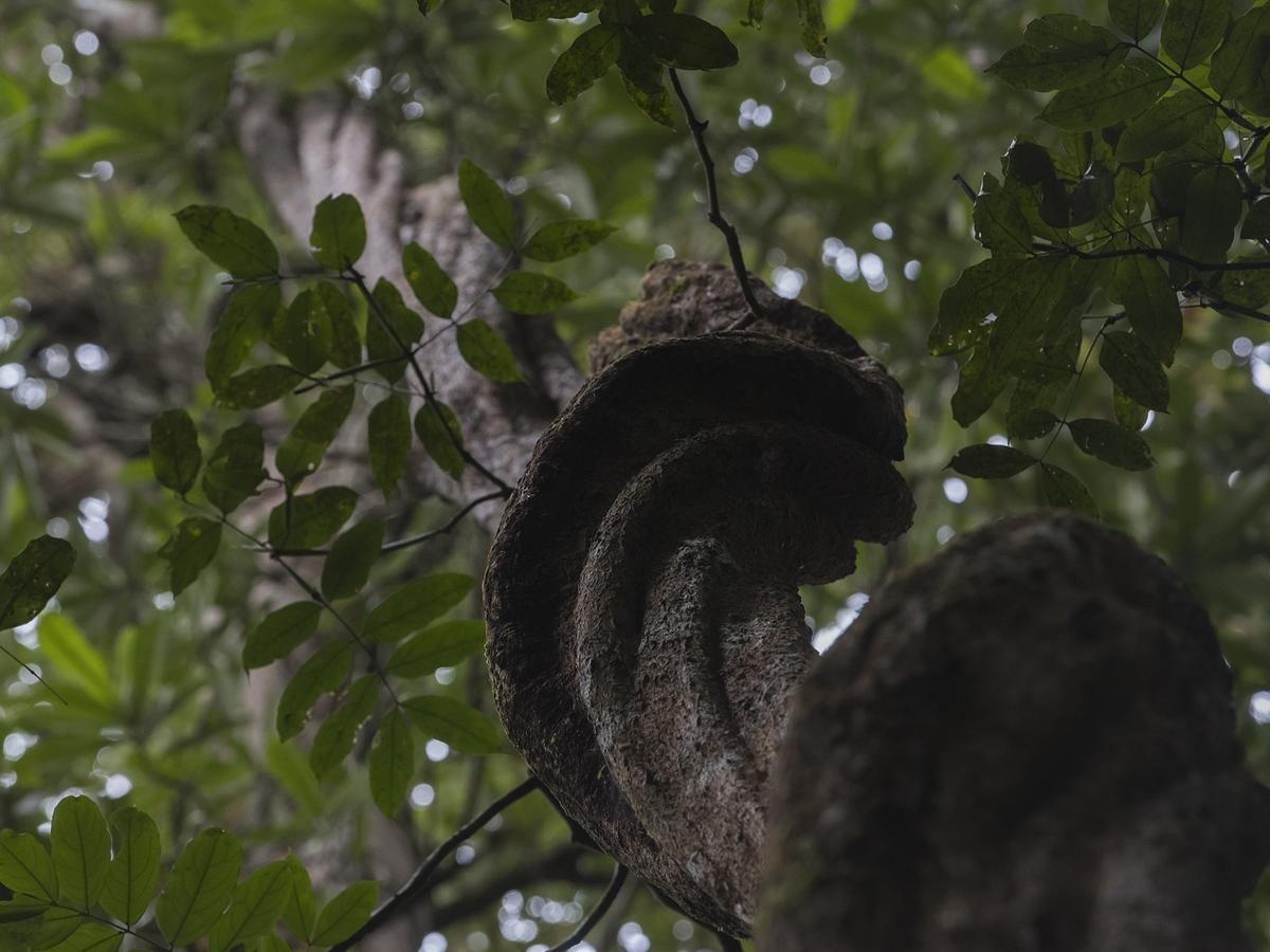 Explore Sinharaja Rain Forest Tour Camp All Inclusive Dombagoda Extérieur photo